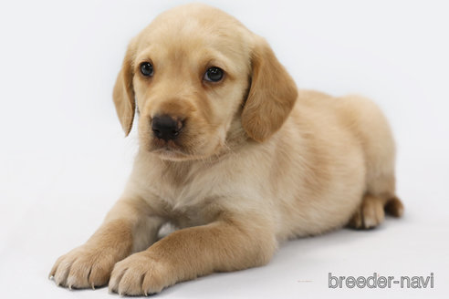 成約済の神奈川県のミックス犬-308246の2枚目